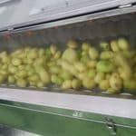 Half-Fried Potato Factory
