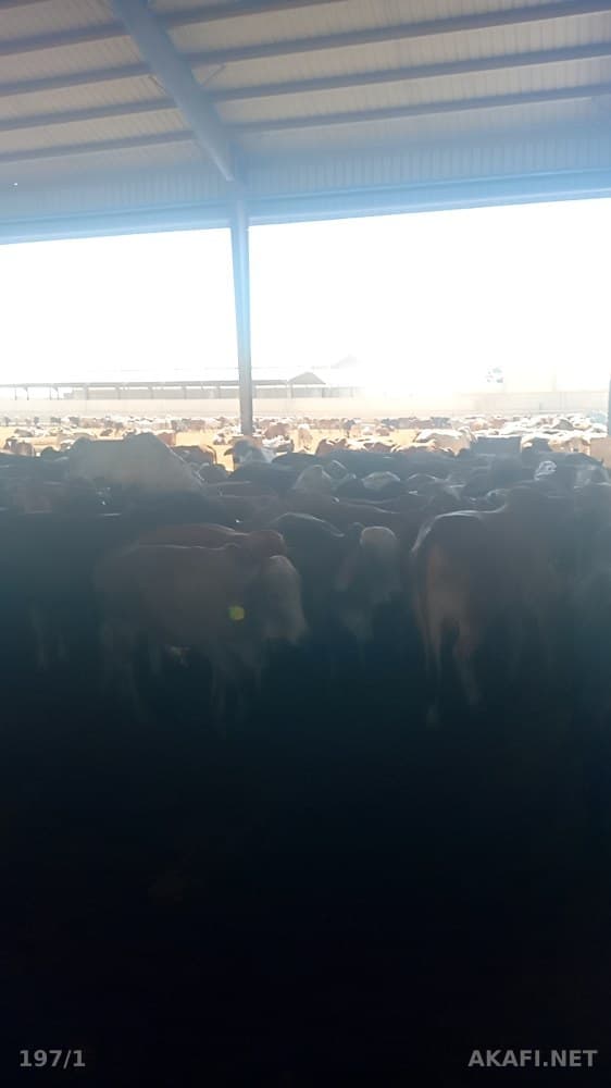 Colombian Calf for Sale