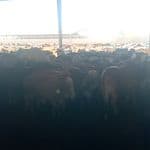 Colombian Calf for Sale