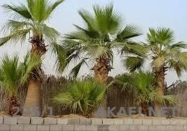 Washington Palm Trees Wanted