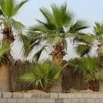 Washington Palm Trees Wanted