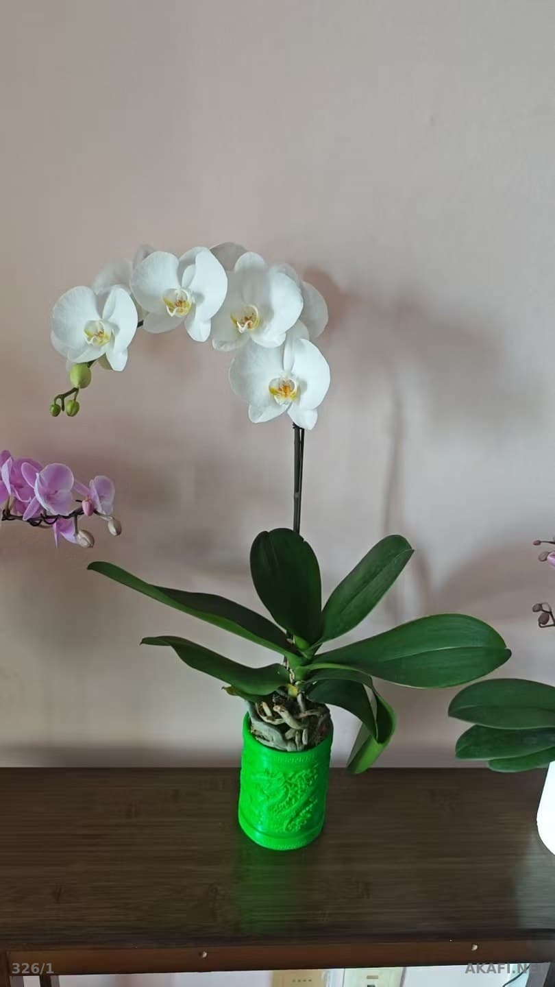 Phalaenopsis Orchids for Wholesale – Greenhouse Production – Available in Multiple Colors