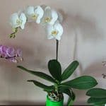 Phalaenopsis Orchids for Wholesale – Greenhouse Production – Available in Multiple Colors
